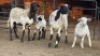 2+2 X DORPER EWE DIMAR BOERDERY (Per animal to take the lot)
