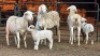 3+3 X DORPER EWE DIMAR BOERDERY (Per animal to take the lot)