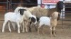 3+3 X DORPER EWE DIMAR BOERDERY (Per animal to take the lot)