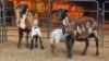 2+2 X DORPER EWE DIMAR BOERDERY (Per animal to take the lot)