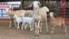 3+3 X DORPER EWE DIMAR BOERDERY (Per animal to take the lot)
