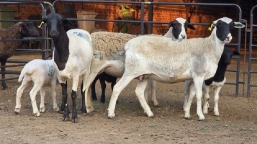 3+3 X DORPER EWE DIMAR BOERDERY (Per animal to take the lot)