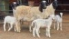 3+3 X DORPER EWE DIMAR BOERDERY (Per animal to take the lot)