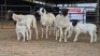 3+3 X DORPER EWE DIMAR BOERDERY (Per animal to take the lot)