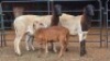 2+2 X DORPER EWE DIMAR BOERDERY (Per animal to take the lot)