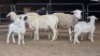 4+4 X DORPER EWE DIMAR BOERDERY (Per animal to take the lot)