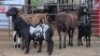 3+3 X DORPER EWE DIMAR BOERDERY (Per animal to take the lot)