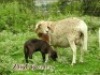 LOT 66 1X MEATMASTER&nbsp;OOI MET LAM/EWE WITH LAMB ZABO MEATMASTERS - 2