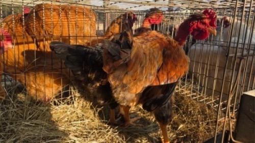 2 X CHICKENS ROOSTER & HEN NICHOLAS CRAWFORD (Per animal to take the lot)