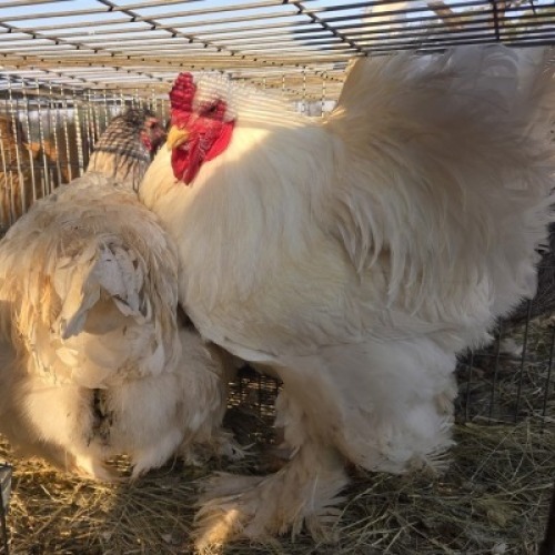 2 X CHICKENS ROOSTER & HEN NICHOLAS CRAWFORD (Per animal to take the lot)