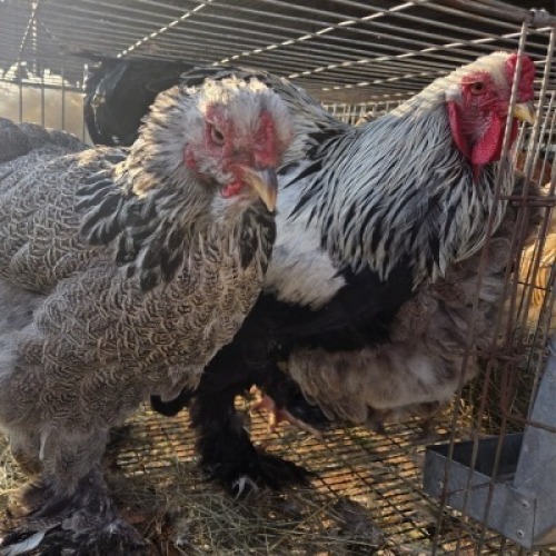 3 X CHICKENS ROOSTER & HEN NICHOLAS CRAWFORD (Per animal to take the lot)