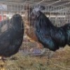 2 X CHICKENS ROOSTER & HEN NICHOLAS CRAWFORD (Per animal to take the lot)