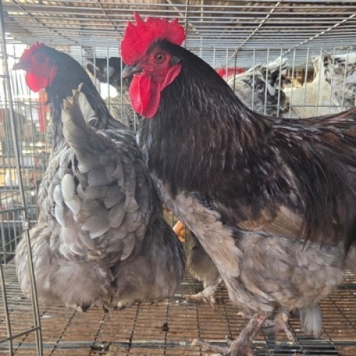 3 X CHICKENS ROOSTER & HEN NICHOLAS CRAWFORD (Per animal to take the lot)
