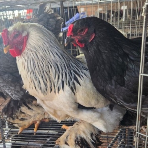 3 X CHICKENS ROOSTER & HEN NICHOLAS CRAWFORD (Per animal to take the lot)