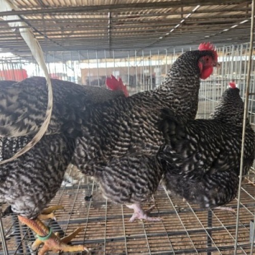 3 X CHICKENS ROOSTER & HEN NICHOLAS CRAWFORD (Per animal to take the lot)