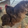 2 X CHICKENS ROOSTER & HEN TIEGERPOORT (Per animal to take the lot)