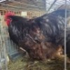 2 X CHICKENS ROOSTER & HEN TIEGERPOORT (Per animal to take the lot)