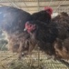2 X CHICKENS ROOSTER & HEN TIEGERPOORT (Per animal to take the lot)