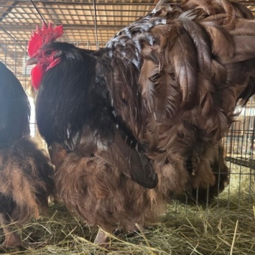 2 X CHICKENS ROOSTER & HEN TIEGERPOORT (Per animal to take the lot)