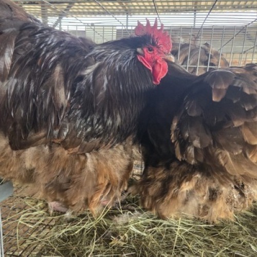 2 X CHICKENS ROOSTER & HEN TIEGERPOORT (Per animal to take the lot)