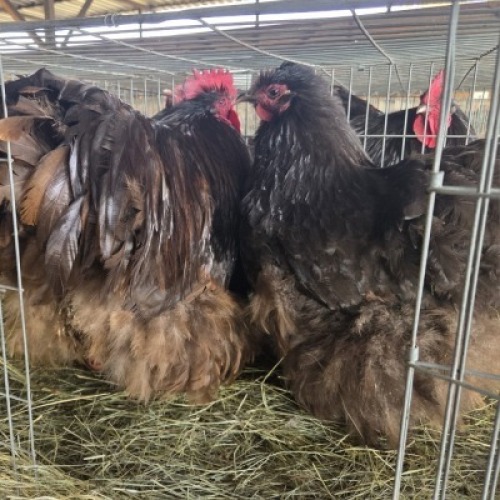 2 X CHICKENS ROOSTER & HEN TIEGERPOORT (Per animal to take the lot)