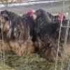 2 X CHICKENS ROOSTER & HEN TIEGERPOORT (Per animal to take the lot)
