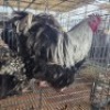 2 X CHICKENS ROOSTER & HEN TIEGERPOORT (Per animal to take the lot)