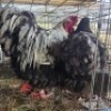 2 X CHICKENS ROOSTER & HEN TIEGERPOORT (Per animal to take the lot)