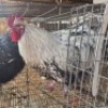2 X CHICKENS ROOSTER & HEN TIEGERPOORT (Per animal to take the lot)