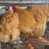 2 X CHICKENS ROOSTER & HEN TIEGERPOORT (Per animal to take the lot)