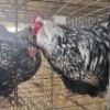 2 X CHICKENS ROOSTER & HEN TIEGERPOORT (Per animal to take the lot)