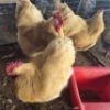 3 X CHICKENS ROOSTER TIEGERPOORT (Per animal to take the lot)
