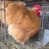 1 X CHICKENS ROOSTER TIEGERPOORT