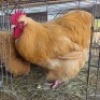 2 X CHICKENS ROOSTER & HEN TIEGERPOORT (Per animal to take the lot)