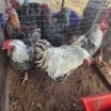 3 X CHICKENS ROOSTER TIEGERPOORT (Per animal to take the lot)