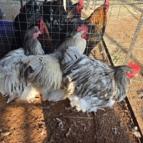 3 X CHICKENS ROOSTER LISA-MARIE JONKER (Per animal to take the lot)
