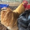 1 X CHICKENS ROOSTER LISA-MARIE JONKER