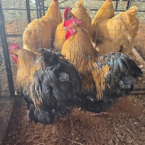 2 X CHICKENS ROOSTER LISA-MARIE JONKER (Per animal to take the lot)