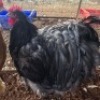 1 X CHICKENS ROOSTER LISA-MARIE JONKER