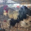 3 X CHICKENS ROOSTER & HEN WILMEG (Per animal to take the lot)