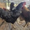 3 X CHICKENS ROOSTER & HEN SELLO BOPAPE (Per animal to take the lot)