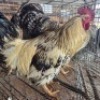 2 X CHICKENS ROOSTER SELLO BOPAPE (Per animal to take the lot)