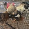 3 X CHICKENS ROOSTER & HEN WILMEG (Per animal to take the lot)