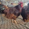 2 X CHICKENS ROOSTER SELLO BOPAPE (Per animal to take the lot)