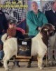 10 X BOER GOAT BUCK Aegagrus Boerbok stoet (Per Piece to take the lot/Per stuk om lot te neem)