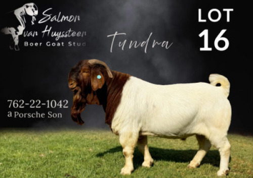 1 X BOER GOAT STUD BUCK Salmon van Huyssteen Boer Goat Stud