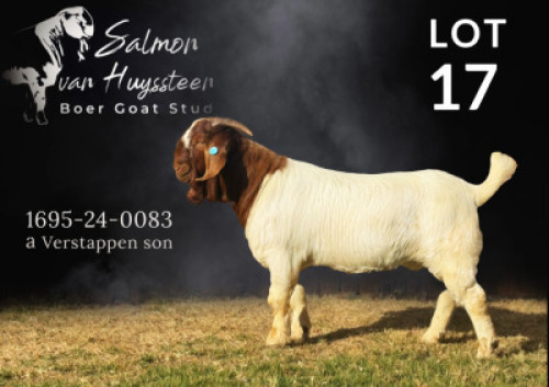 1 X BOER GOAT STUD BUCK Salmon van Huyssteen Boer Goat Stud