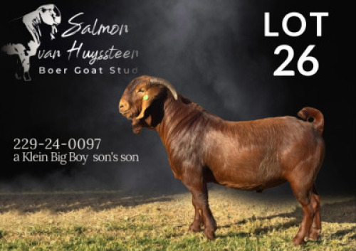 1 X KALAHARI RED FLOCK BUCK Salmon van Huyssteen Boer Goat Stud