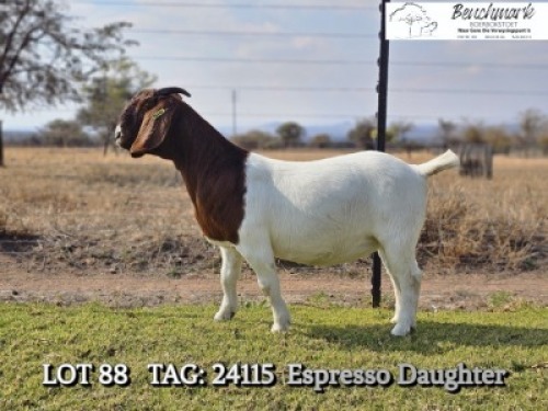 1 X BOER GOAT STUD DOE Benchmark Boerkokstoet
