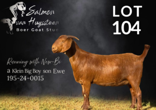 1 X KALAHARI RED STUD DOE Salmon van Huyssteen Boer Goat Stud
